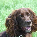 Duitse Staande Hond, Langhaar