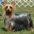 Silky Terrier