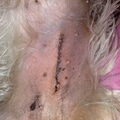 We missen ons andere hondje Iggy.
