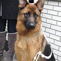 Duitse Herder