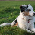 Australian Shepherd