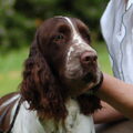 Engelse Springer Spaniel