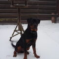 Rottweiler
