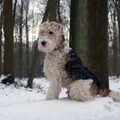Foxterrier, draadhaar