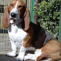 Basset Artesien Normand