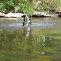 Grote Zwitserse Sennenhond