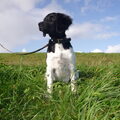 Stabyhoun