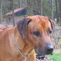 Rhodesian Ridgeback