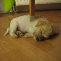De eerste week met een pup in huis