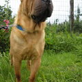 Shar Pei