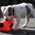 Amerikaanse Bulldog