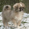 Tibetaanse Spaniel