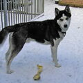 Siberische Husky
