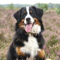 Berner Sennenhond
