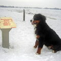 Berner Sennenhond