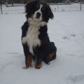 Berner Sennenhond