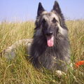 Tervuerense Herder