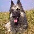 Tervuerense Herder