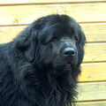 Newfoundlander