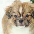 Tibetaanse Spaniel