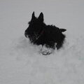 Schotse Terrier