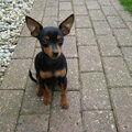 Dwergpinscher