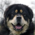 Tibetaanse Mastiff