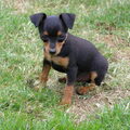 Dwergpinscher