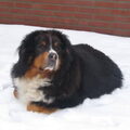 Berner Sennenhond