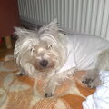 We missen ons andere hondje Iggy.