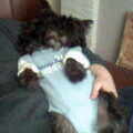 We missen ons andere hondje Iggy.