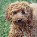 Labradoodle