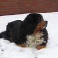 Berner Sennenhond