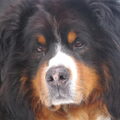 Berner Sennenhond