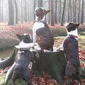 Boston Terrier