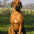Rhodesian Ridgeback