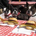 Boston Terrier