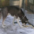 Siberische Husky
