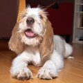Grands Bassets Griffons Vendéens