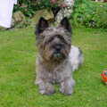 Cairn Terrier