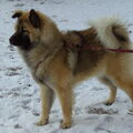 Eurasier