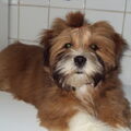 Lhasa Apso