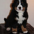 Berner Sennenhond