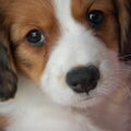 Kooikerhondje