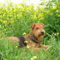 Airedale Terrier