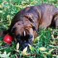 Boxer