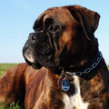 Boxer