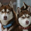 Siberische Husky