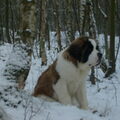Sint Bernhard