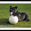 Staffordshire Bull Terrier
